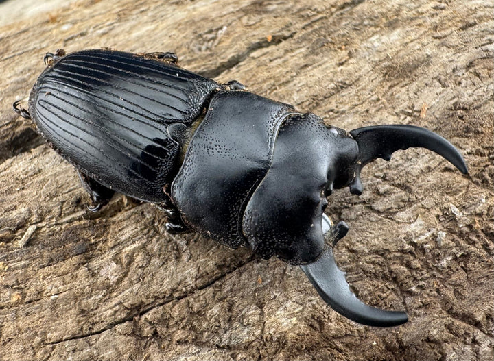 【WD】レア種《ミンダナオネブト 31mm A'品ペア》