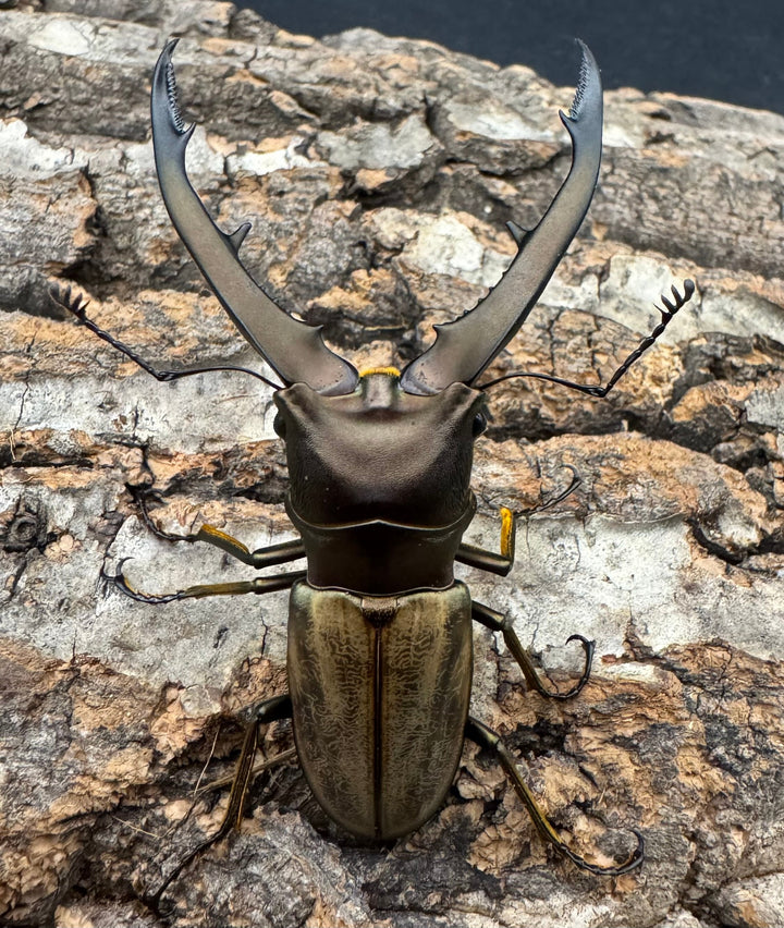 【WD】《モンタネルスホソアカクワガタ 63mm ペア》