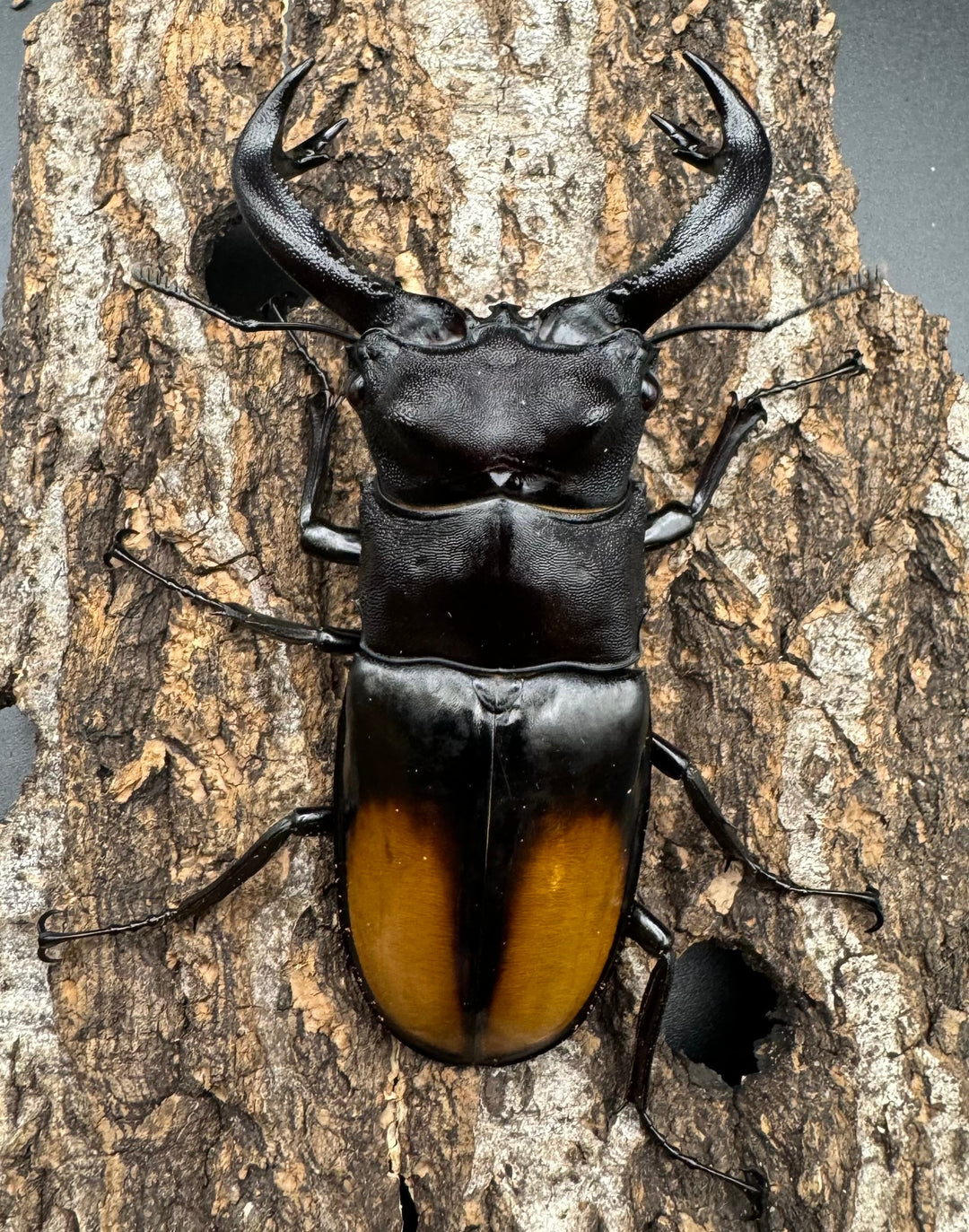 【WD】《セアカフタマタクワガタ 84mm ペア》