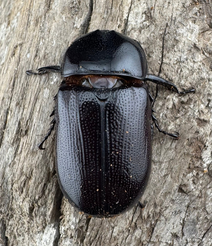 【WD】《ヒラズツツサイカブト 47mm ペア》