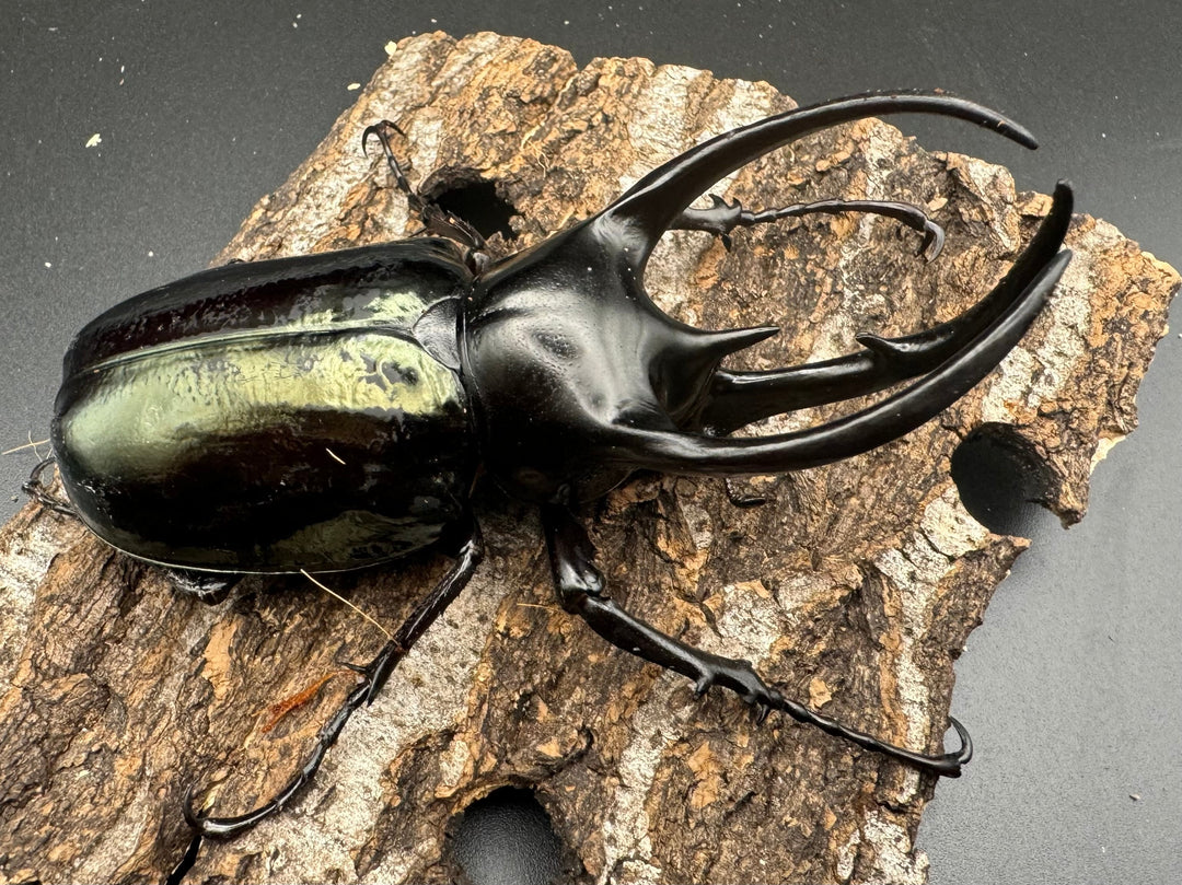 【WD】《スマトラコーカサスオオカブト 104mm ペア》