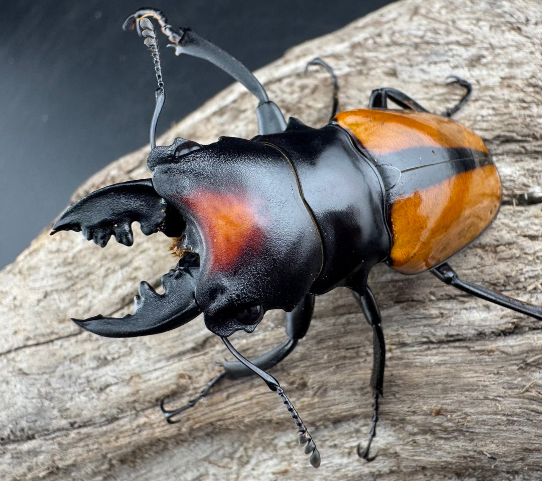 【WF1】《ボーレンホーベンツヤクワガタ 57mm ペア》