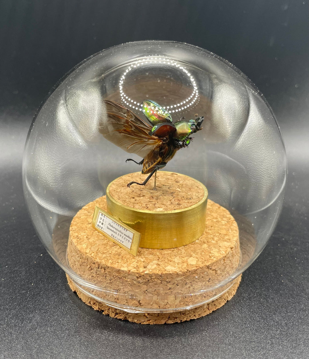 インテリア標本《ニジイロクワガタ♀》