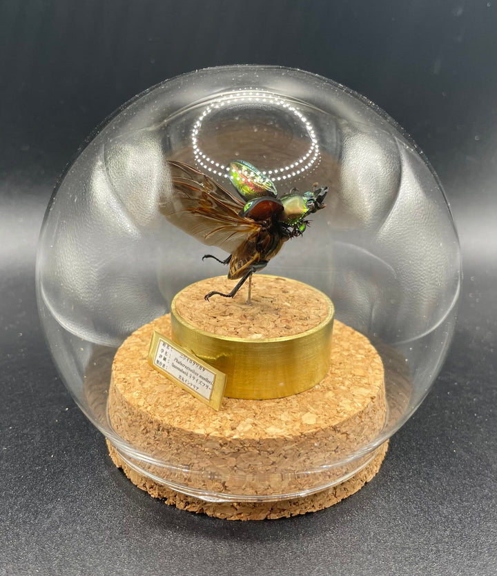 インテリア標本《ニジイロクワガタ♀》