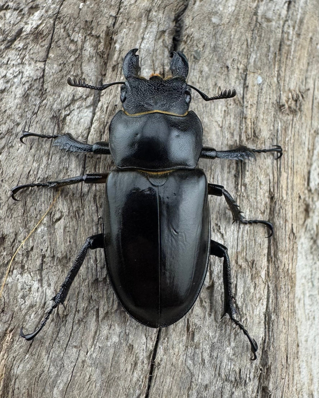 【WD】《フェアメイルミヤマ 雅安市産 55mm ペア》