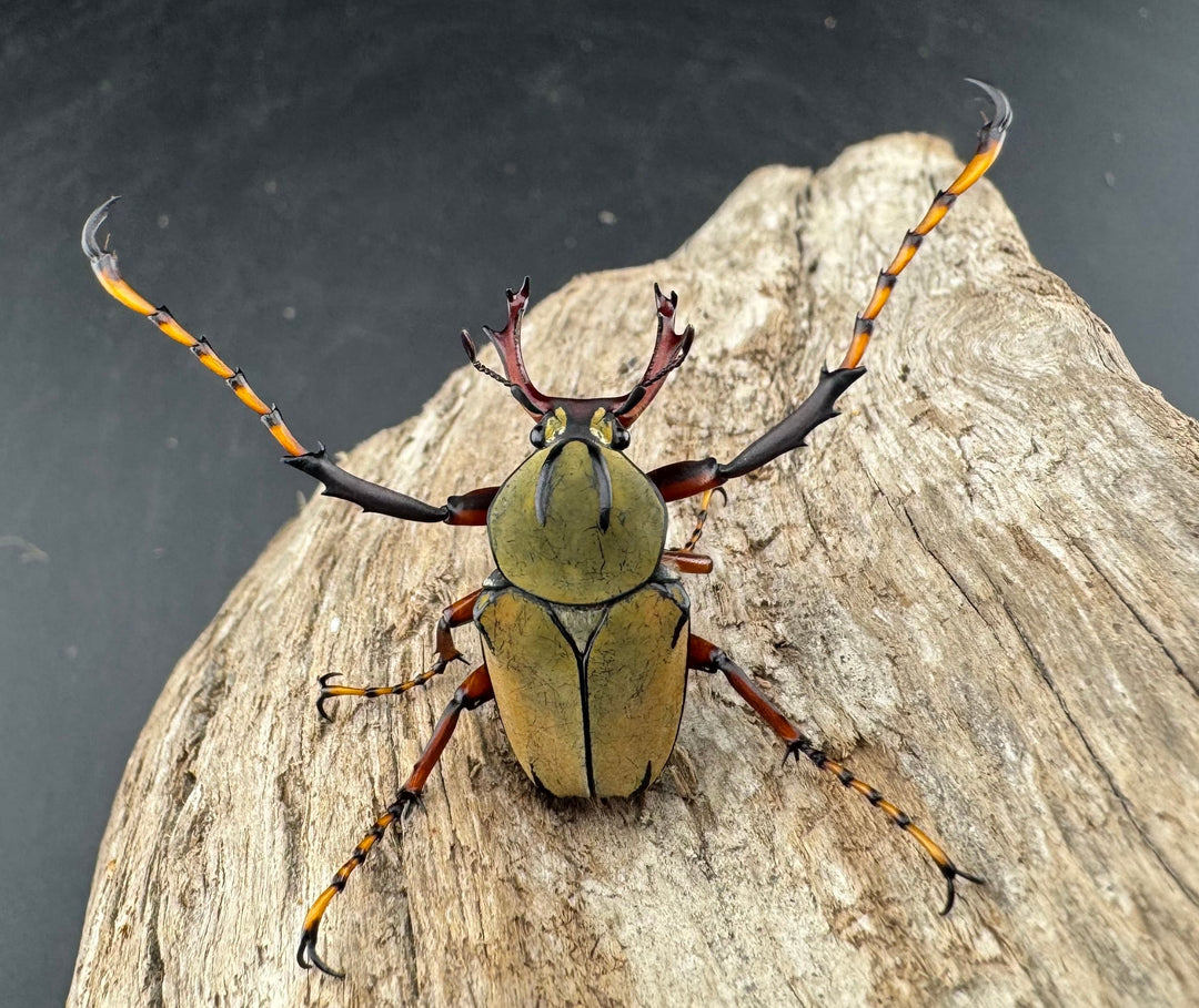 【WD】《ワリックツノハナムグリ亜種bowringi Free ペア》②