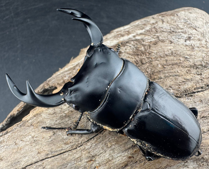 【WD】《クルビデンスオオクワ原名亜種 67mm ペア》