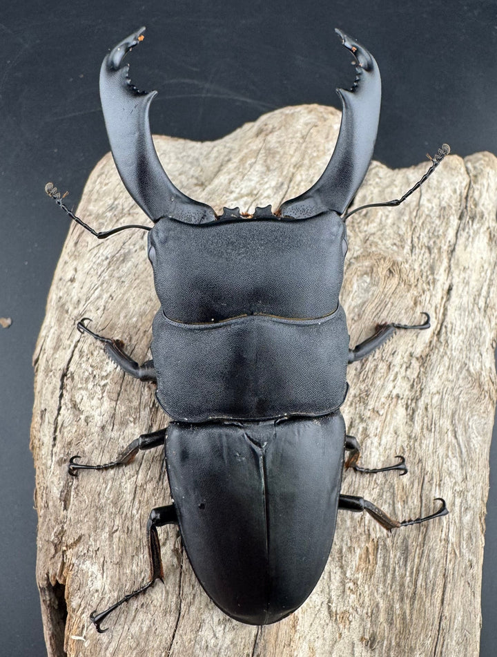 【WD】《西ペレンヒラタ（スラウェシオオヒラタ） 95mm ペア》