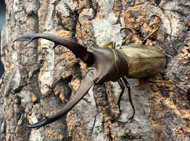 【WD】《モンタネルスホソアカクワガタ 63mm ペア》