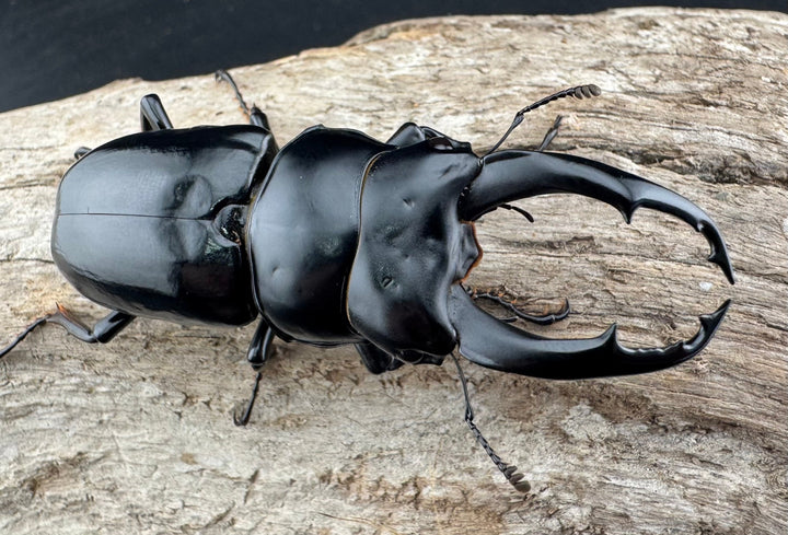 【WF3】《ネパレンシス ランターン産 62.5mm ♂単》