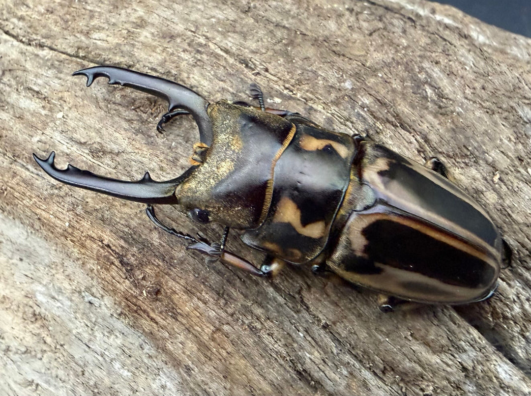 《ゼブラノコギリクワガタ原名亜種 50.5mm ペア》