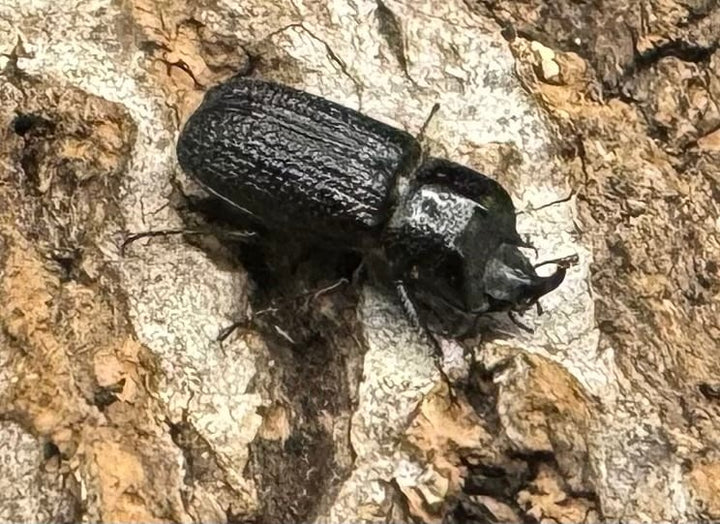 【WD】《ウンナンイッカククワガタ ペア》