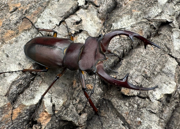 【WD】2018新種記載《ジュシャンミヤマ 51mm ペア》