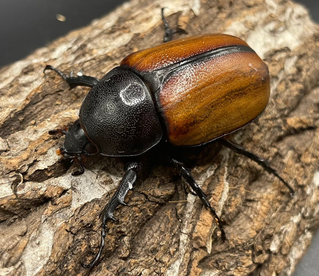 専用【WD】《スキットゴホンツノカブト ♀単2頭+PP1400ボトル》