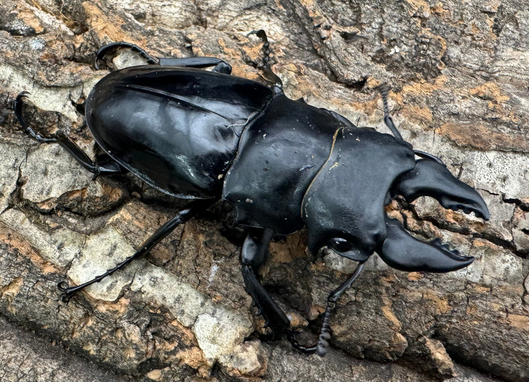 【WD】《シヴァツヤクワガタ 海南島産 70.5mm ペア》