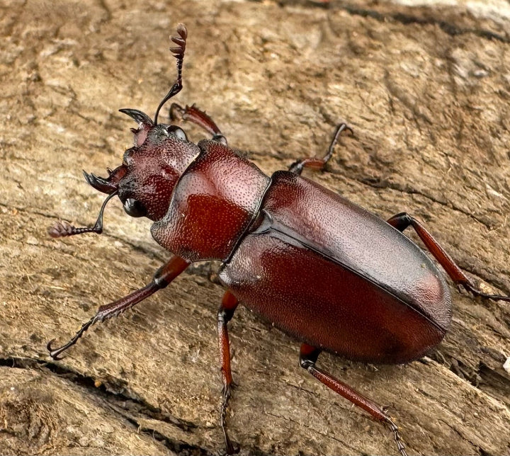 【WD】希少《カツラホソアカクワガタ 雲南省産 20mm ♀単》