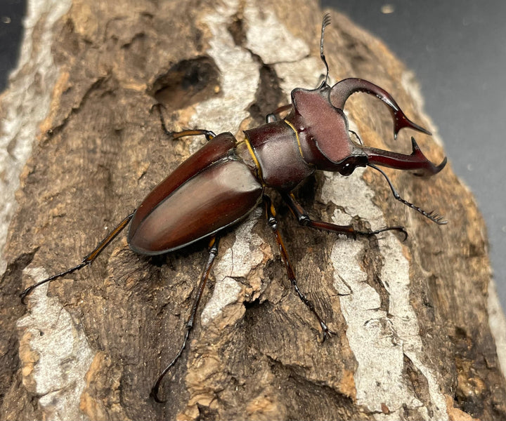 【WD】2018新種記載《ジュシャンミヤマ 58mm ペア》