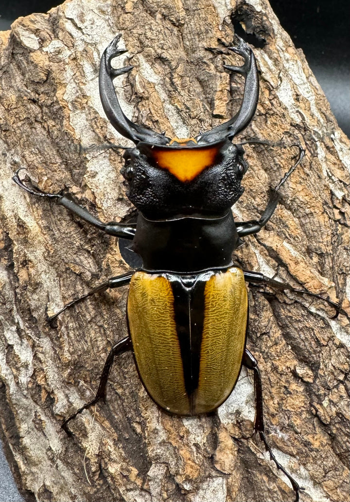 【WD】《ラコダールツヤクワガタ アチェ産 76mm ペア》