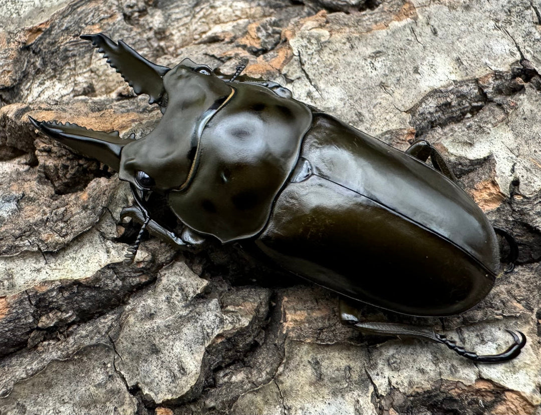 《ババオウゴンオニクワガタ 62mm ♂単》