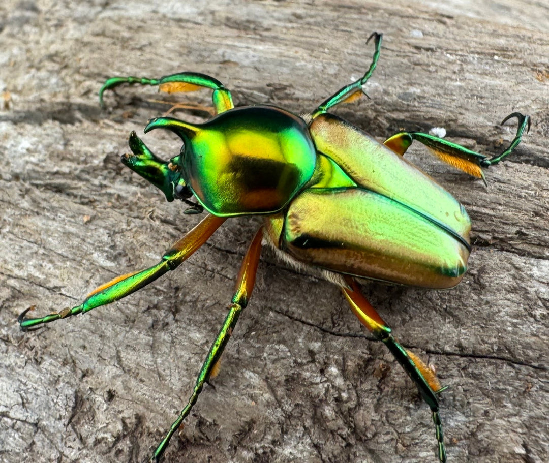 【WD】《セブヒメカブトハナムグリ亜種kachikun ♀パープル系 ペア》