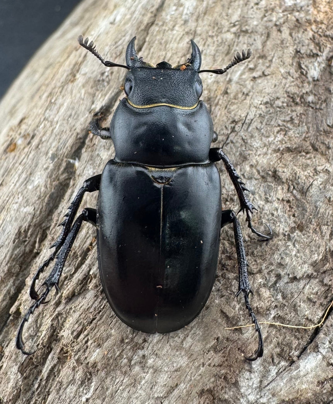 【WD】《ミンイミヤマクワガタ 33mm ペア》