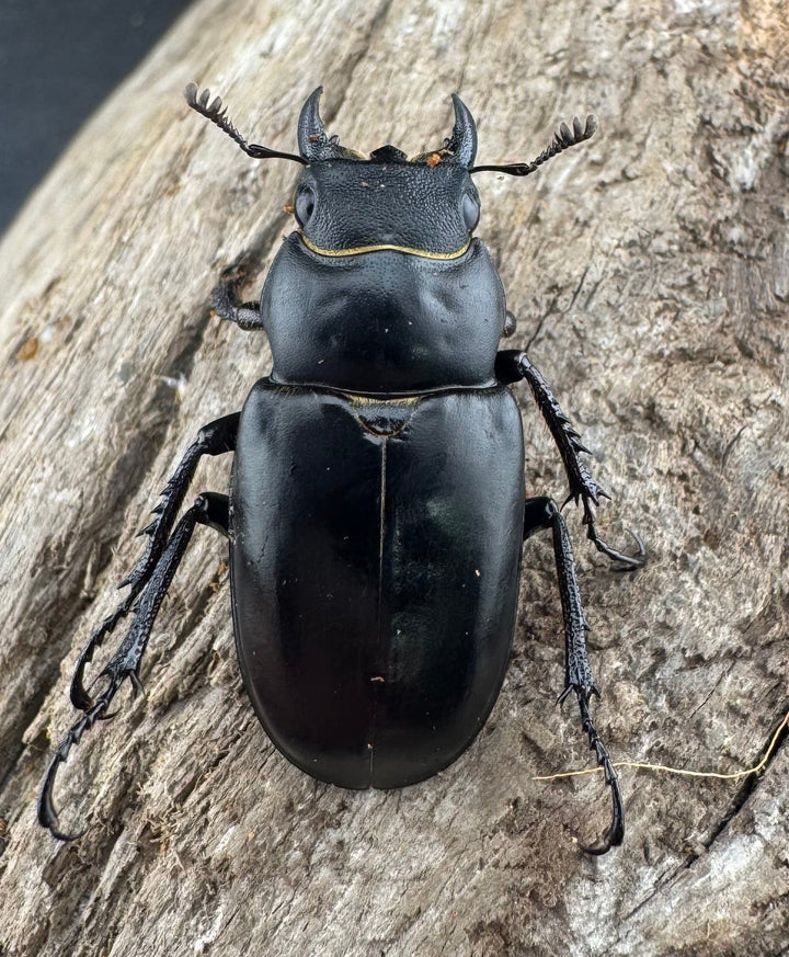 【WD】《ミンイミヤマクワガタ 33mm ペア》