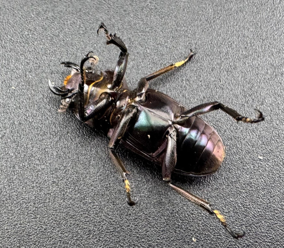 【美麗】《メタリフェルホソアカ亜種finae 77mm ペア》わたくわ氏ブリード個体