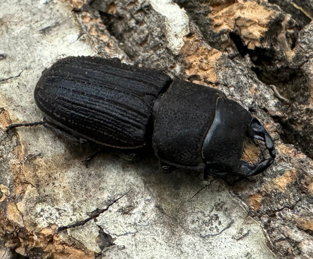 《カワムラサビクワガタ 26.5mm ペア》わたくわ氏ブリード個体