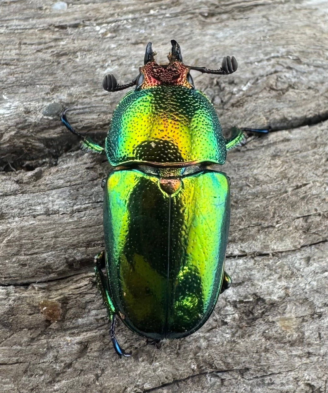 【WD】《パプアキンイロクワガタ アルファック産 20.5mm ♀単》