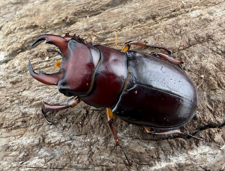 《カプレオルスミヤマクワガタ 35mm ペア》