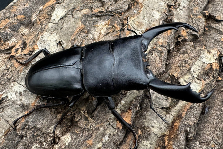 【WD】《南カマリネスヒラタ 85mm ペア》