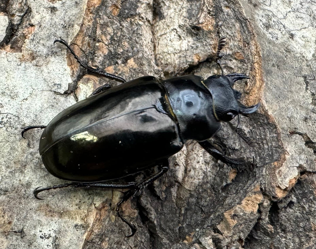 【WD】《レスネミヤマ Free ♀単》