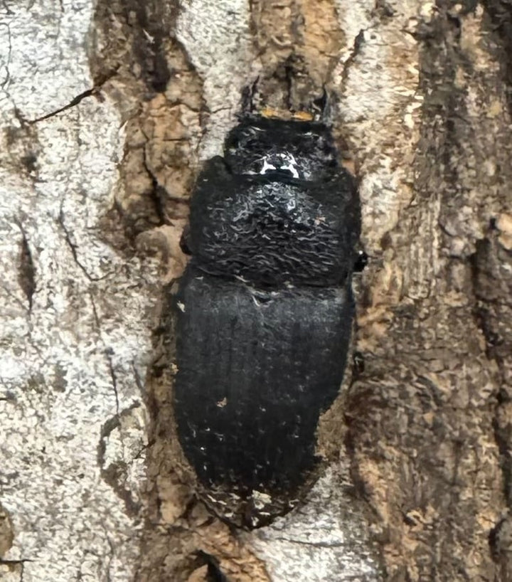 【WD】《フィリピンネブト Free ペア》