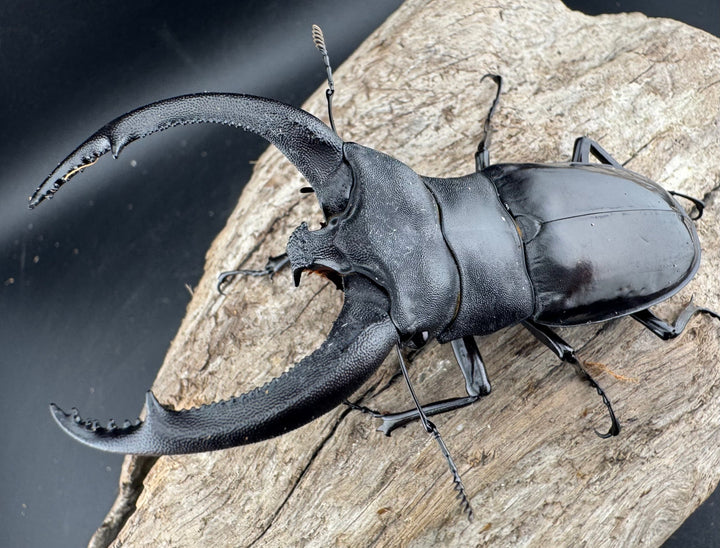 【WD】《リノケロスフタマタ 92.5mm ペア》