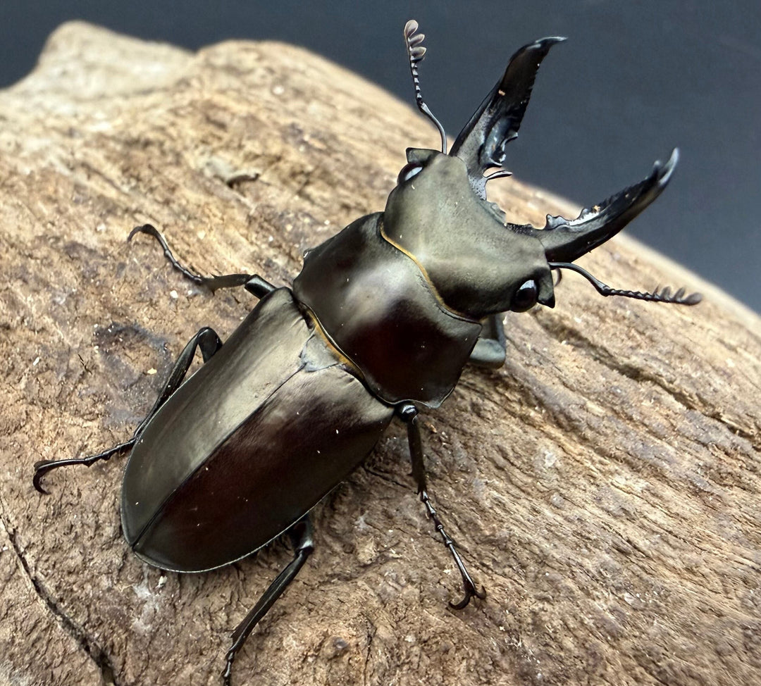【WD】2025新種オニクワガタ《Prismognathus zhihongi 36mm ペア》
