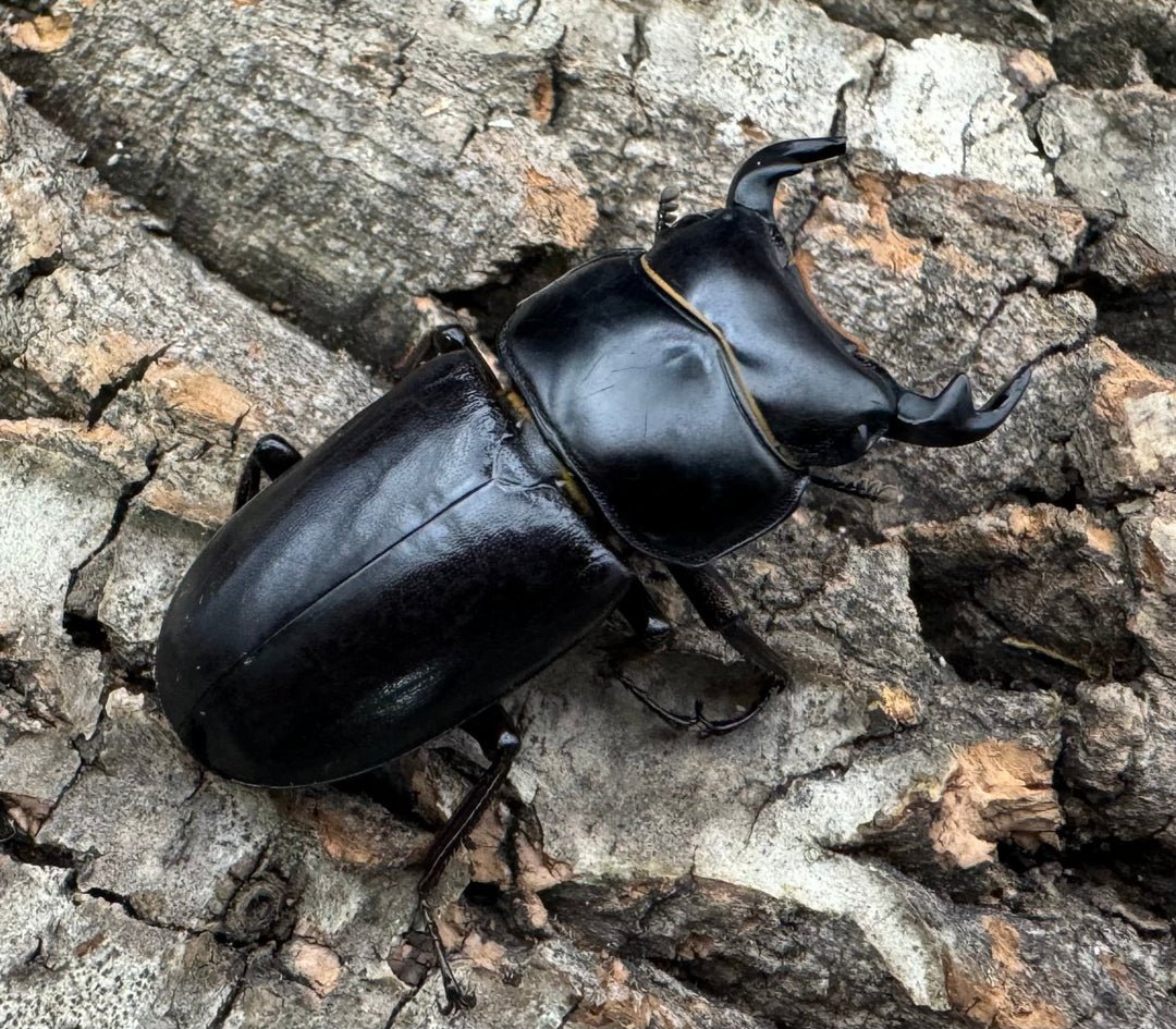 【WD】《ドルクスヤクシャ チベット産 38mm ♂♀♀トリオ》