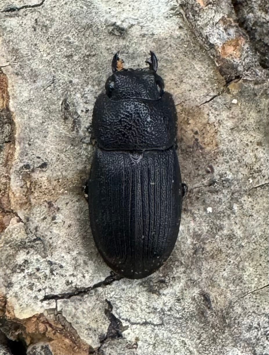 【WD】《フィリピンネブト原名亜種 Free ペア》