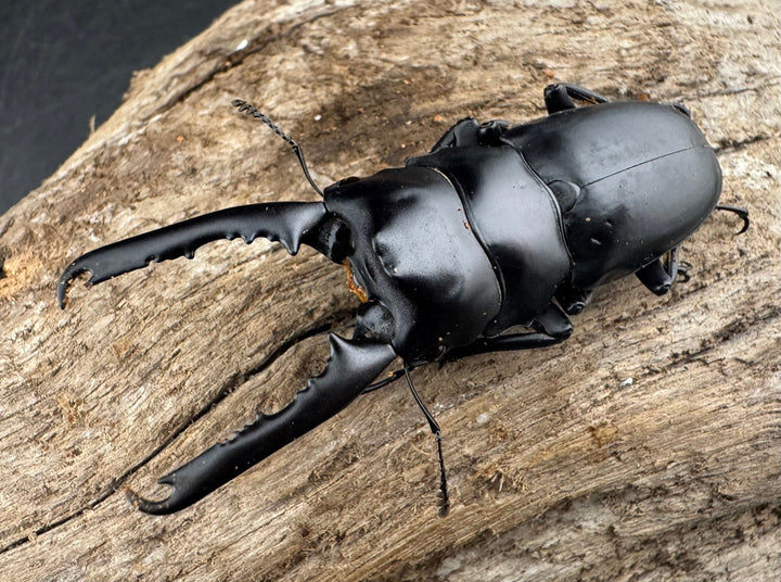 【WD】大型《ゲルツルードノコギリ ブラックタイプ 58mm ペア》