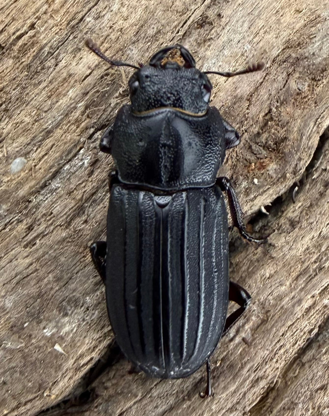 【WD】《アカヘリセスジ 18.5mm ♀単》