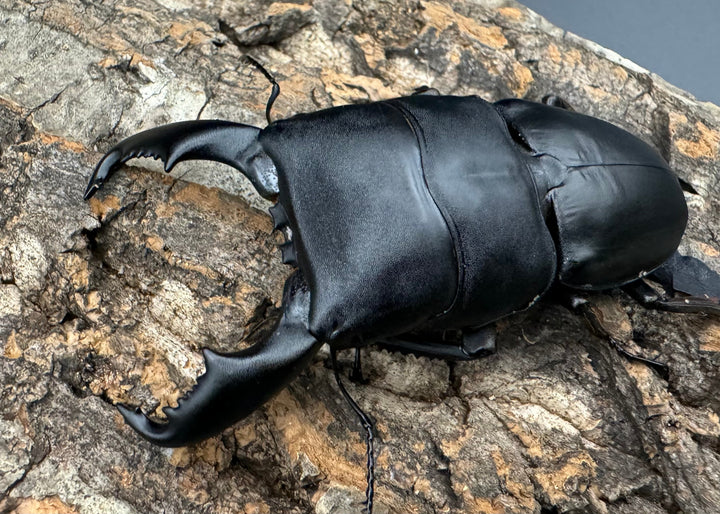 【WD】《東ペレンヒラタクワガタ 86mm ペア》