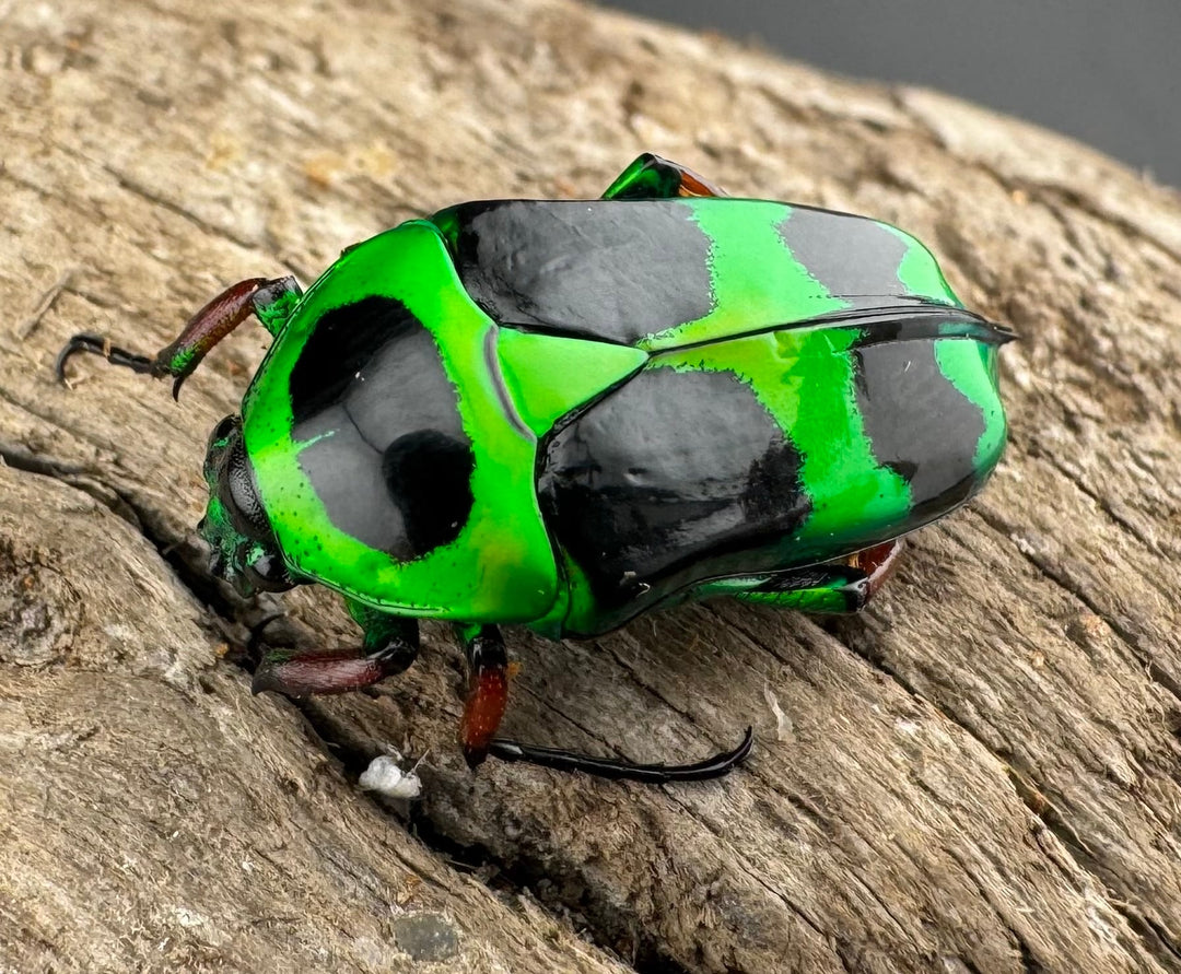 【WD】《マックレーツヤカナブン ペア》