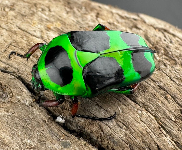 【WD】《マックレーツヤカナブン ペア》