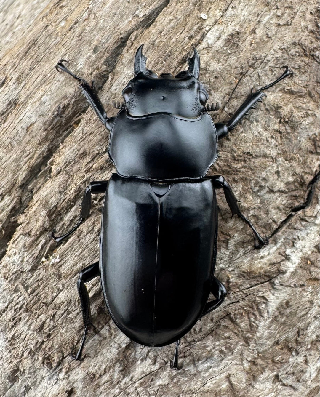 【WD】《ウエストウッディ亜種カズミアエ 雲南省産 76mm ペア》