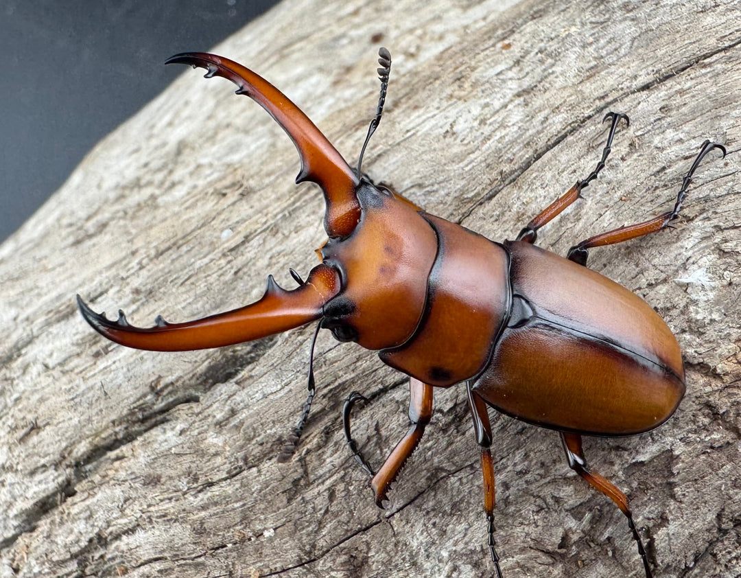 【WD】《アスタコイデスノコギリ ssp. 貴州省産 44.5mm ペア》