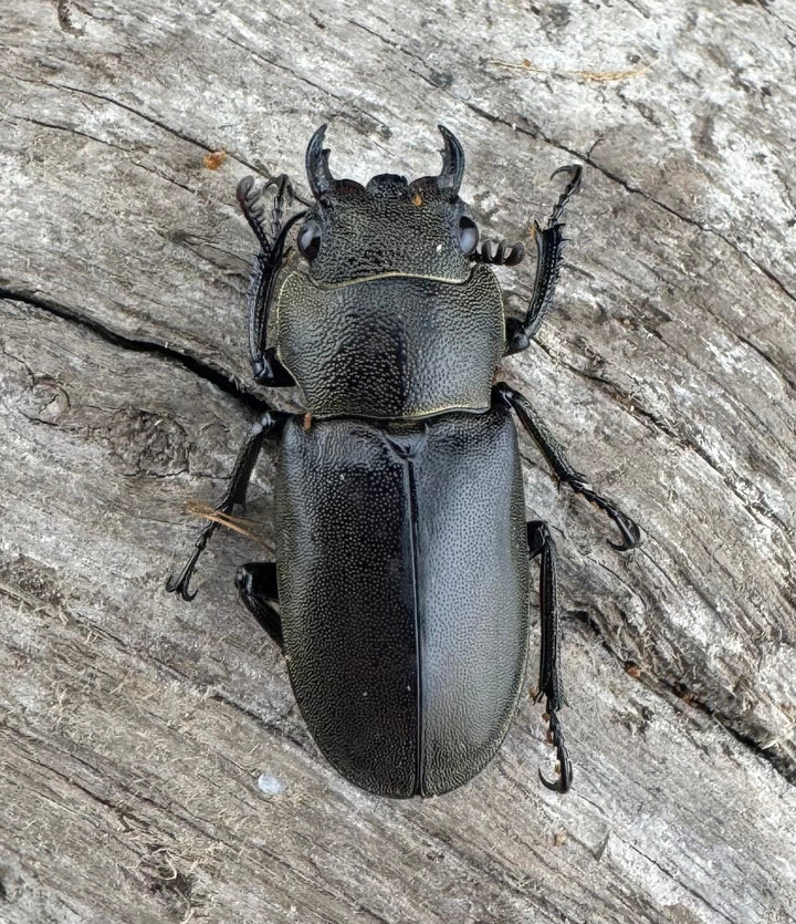 【WD】《メタリフェルホソアカ亜種finae 83.5mm ペア》