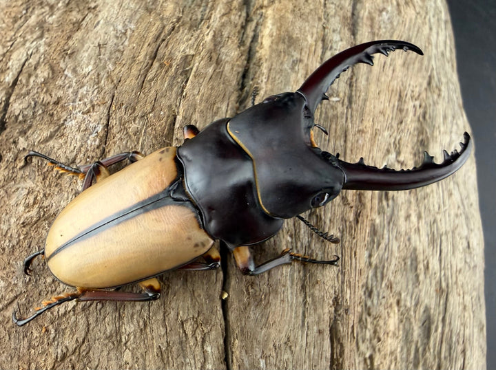 【WF4】《ブルイジンノコギリ原名亜種 50.5mm ペア》