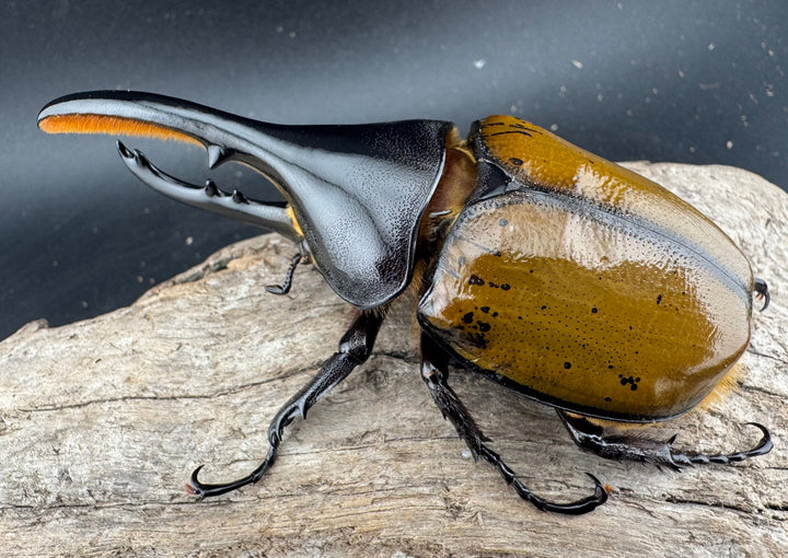 《 ヘラクレス・モリシマイ 煌血統/煌血統アウトライン 100mm ペア》inohiro109氏ブリード個体