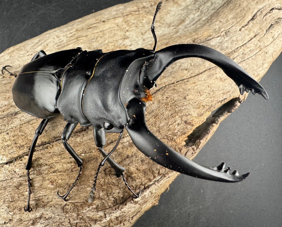 【WD】大型《アルケスツヤクワガタ 92mm ペア》