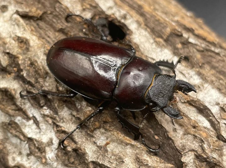 【WD】《フライミヤマクワガタ 70mm A’ペア》