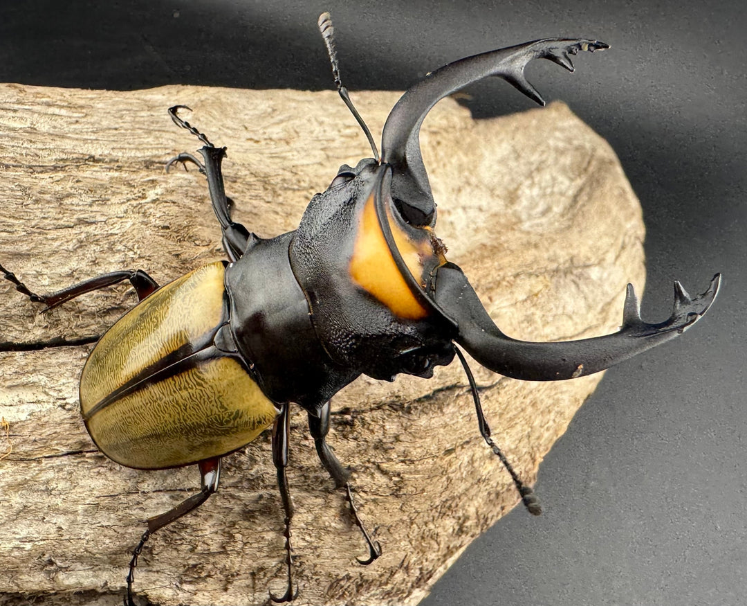 【WD】《ラコダールツヤクワガタ 79.5mm ペア》